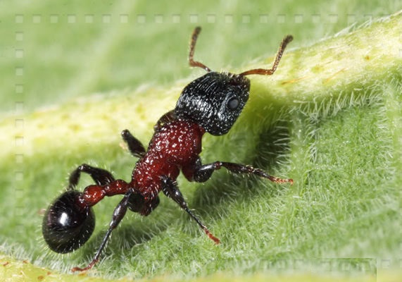 雙凸切葉蟻屬