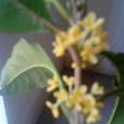 白糖桂花 白糖桂花