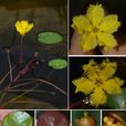 海豐莕菜 海豐莕菜