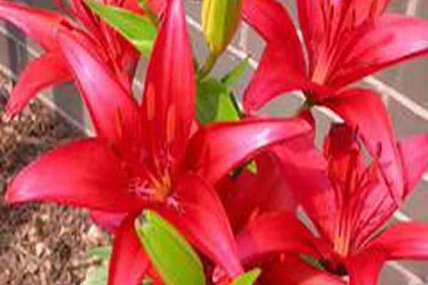 Lilium \x27Commander In Chief\x27