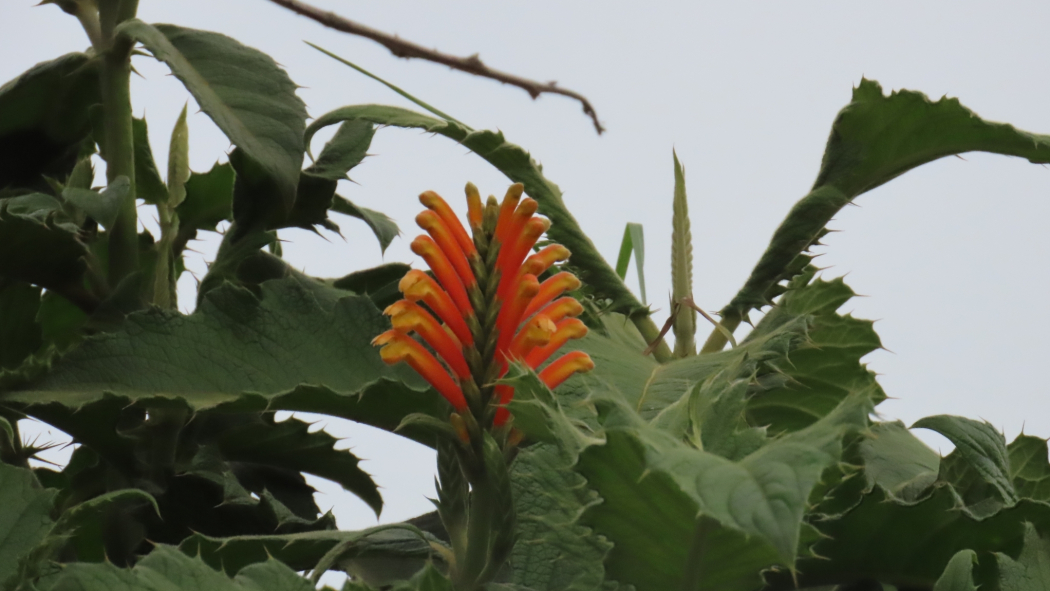 Aphelandra acanthifolia
