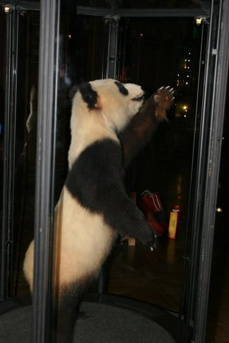 大熊貓黎黎毛皮標本