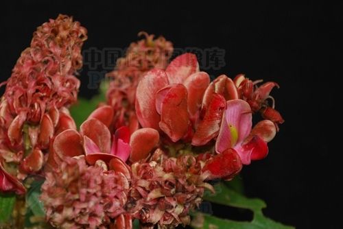 紅萼崖豆 紅萼崖豆