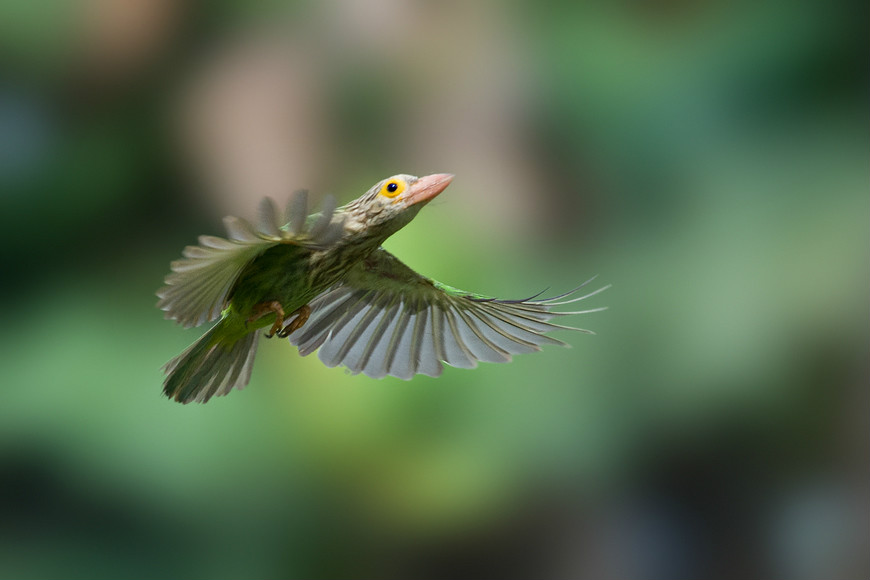 [斑頭]綠擬啄木鳥
