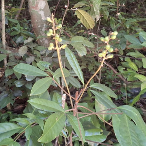 Conchocarpus silvestris