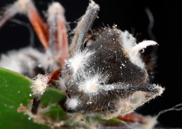 殭屍真菌感染螞蟻並擴散孢子