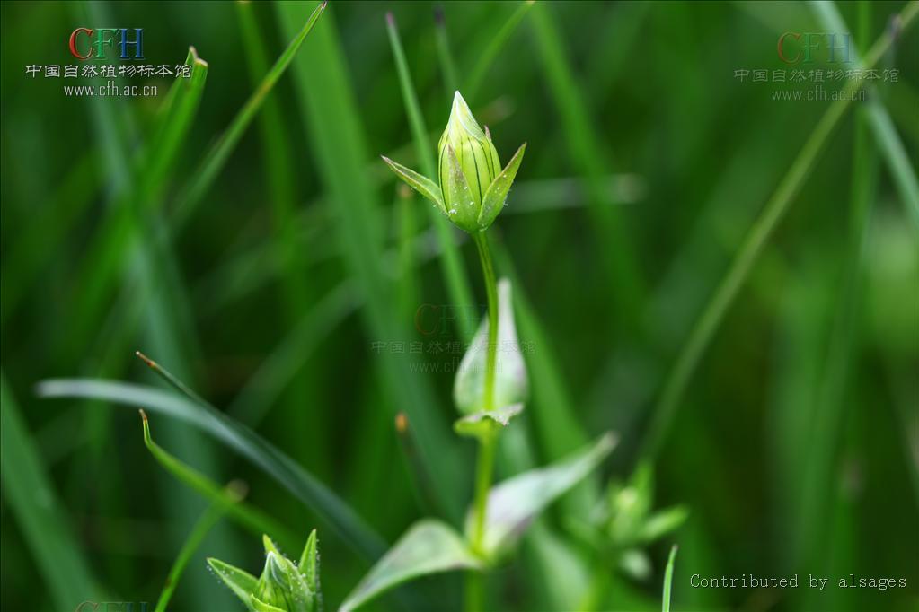 喉毛花(喉花草) 喉毛花(喉花草)