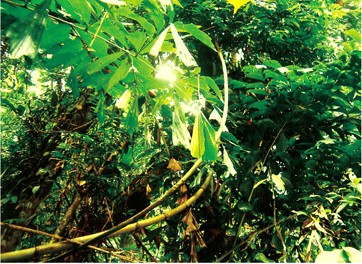 熱帶雨林瑪瑙藤圖片