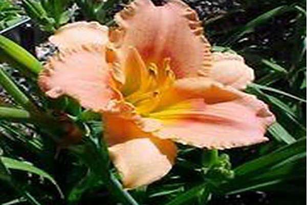 Hemerocallis \x27Miss Tinkerbell\x27