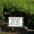 俏桔紅火棘