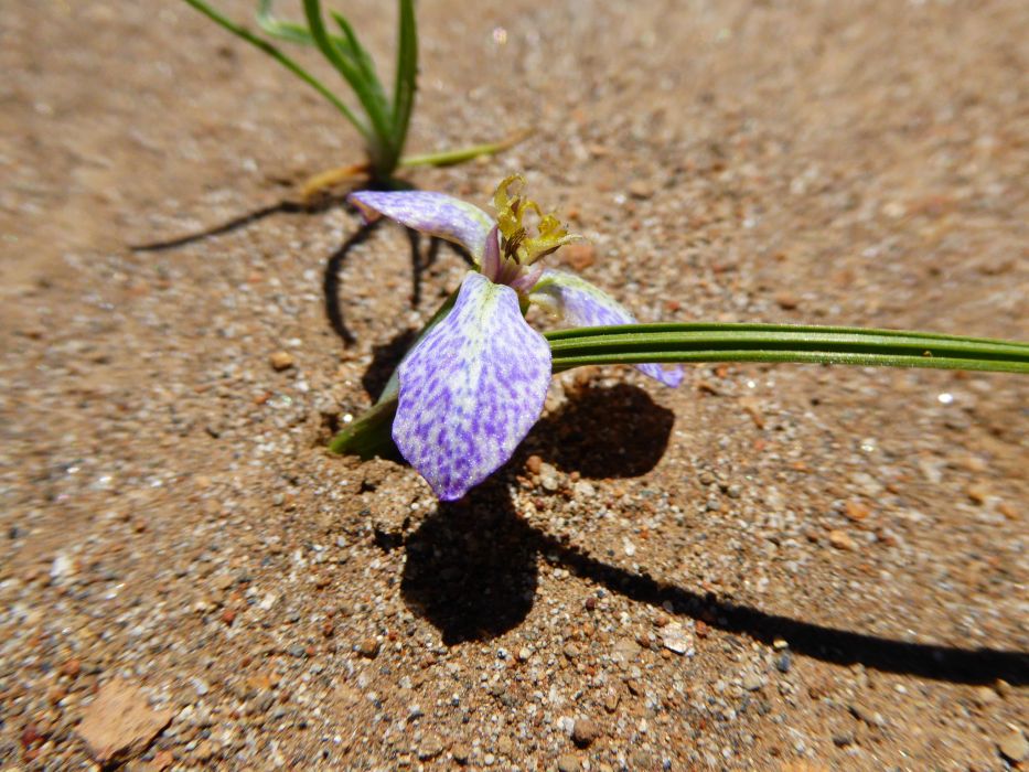 Mastigostyla hoppii Mastigostyla hoppii