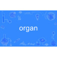 organ organ