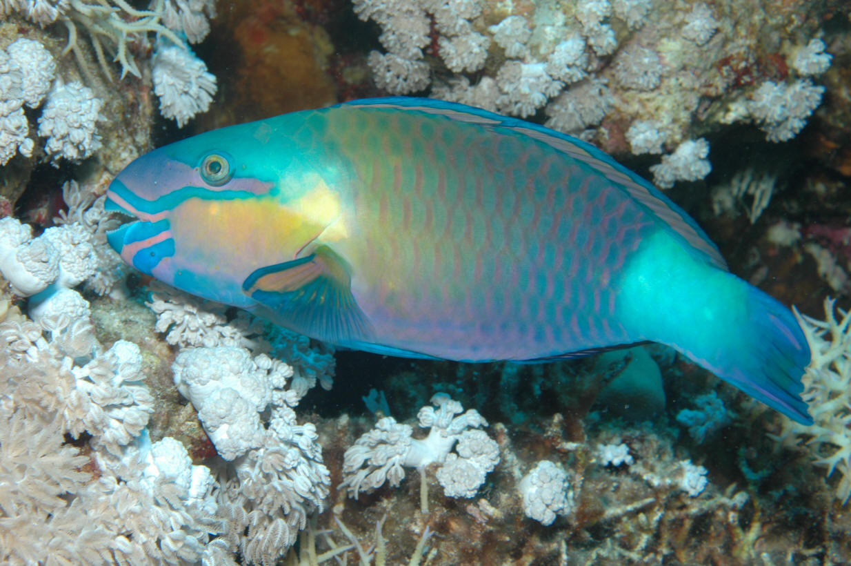 鸚嘴魚(鸚哥魚)