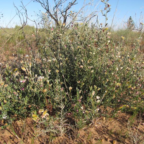Podalyria pearsonii