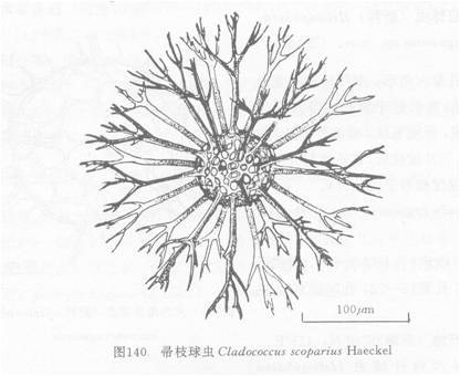 帚枝球蟲