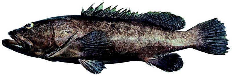 褐石斑魚