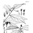 西藏山胡椒 西藏山胡椒