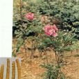 杭芍 杭芍