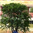 小果柿 小果柿