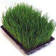 大麥苗(禾本目禾本科植物) 大麥苗(禾本目禾本科植物)