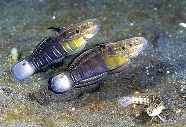 尾斑鈍鰕虎魚 尾斑鈍鰕虎魚