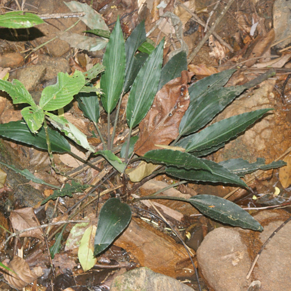 Lagenandra thwaitesii