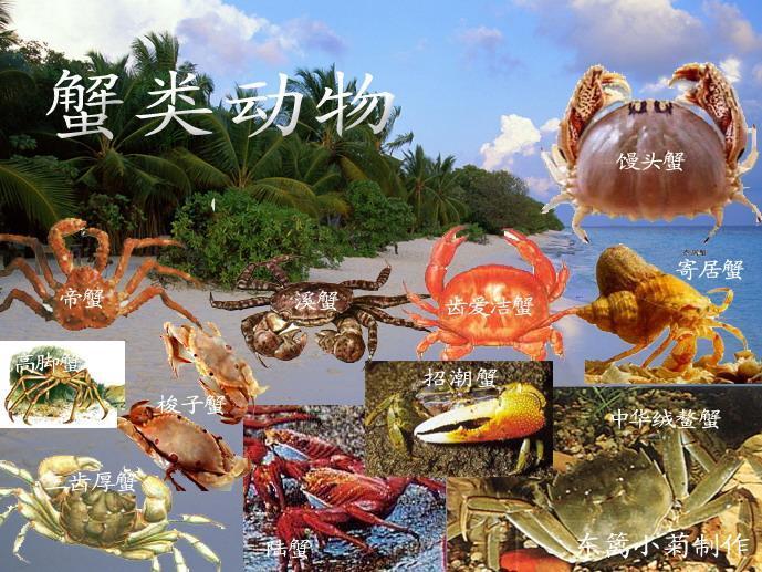 擬閉口蟹屬 擬閉口蟹屬