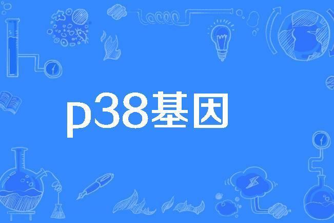 p38基因 p38基因