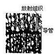 散孔材 散孔材