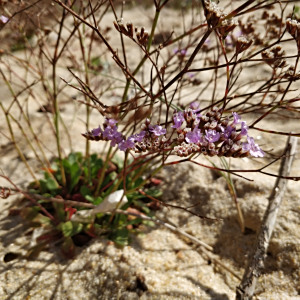 Limonium plurisquamatum