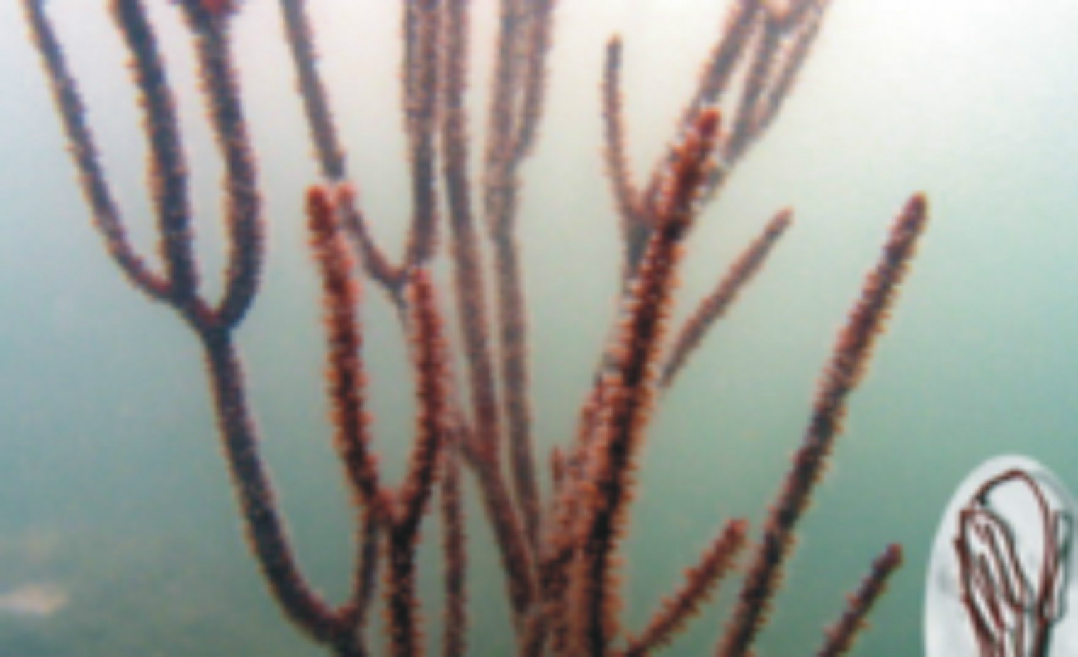 柳珊瑚