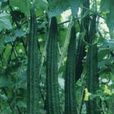 絲瓜藥膳 絲瓜藥膳