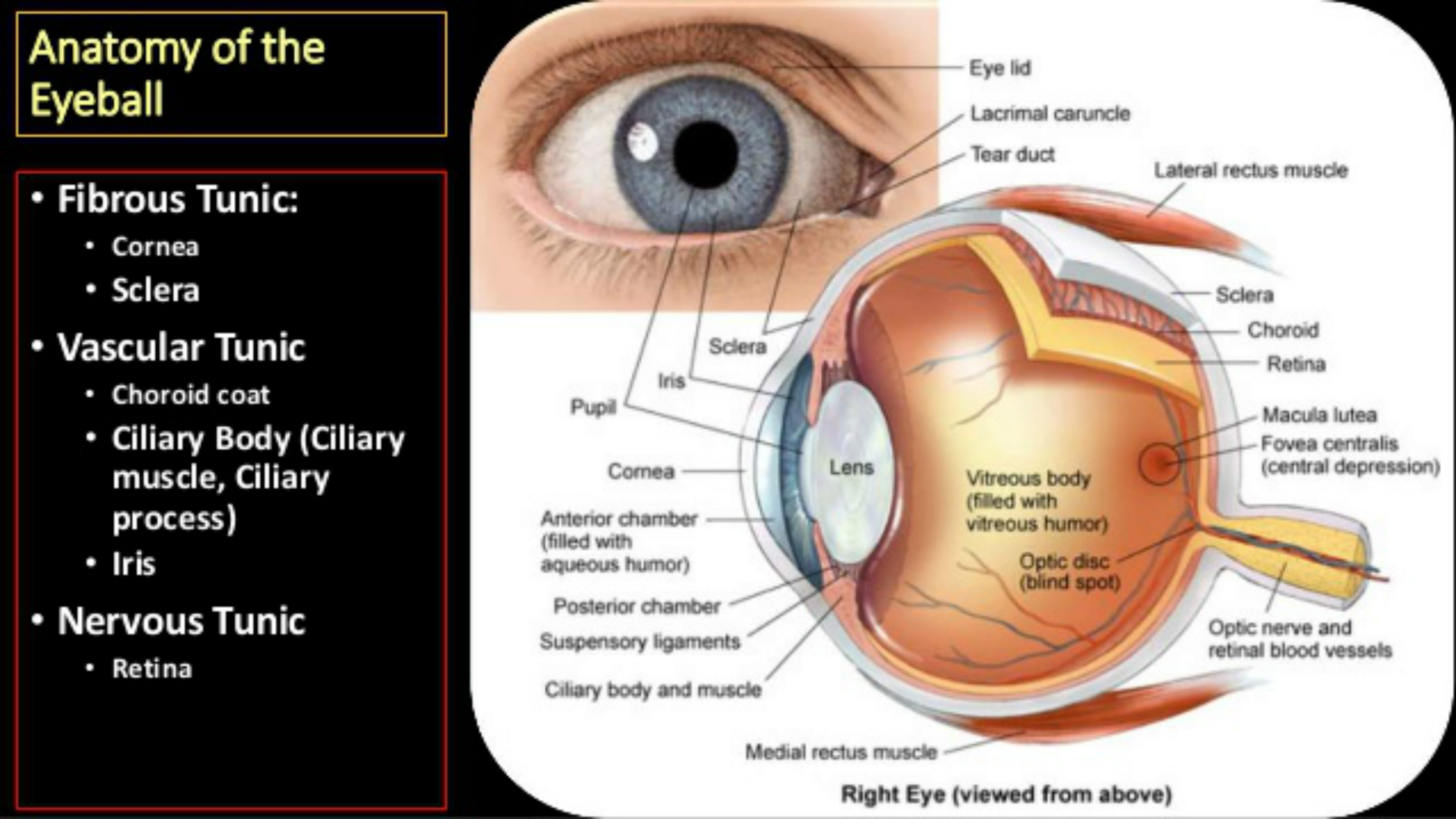 眼球筋膜