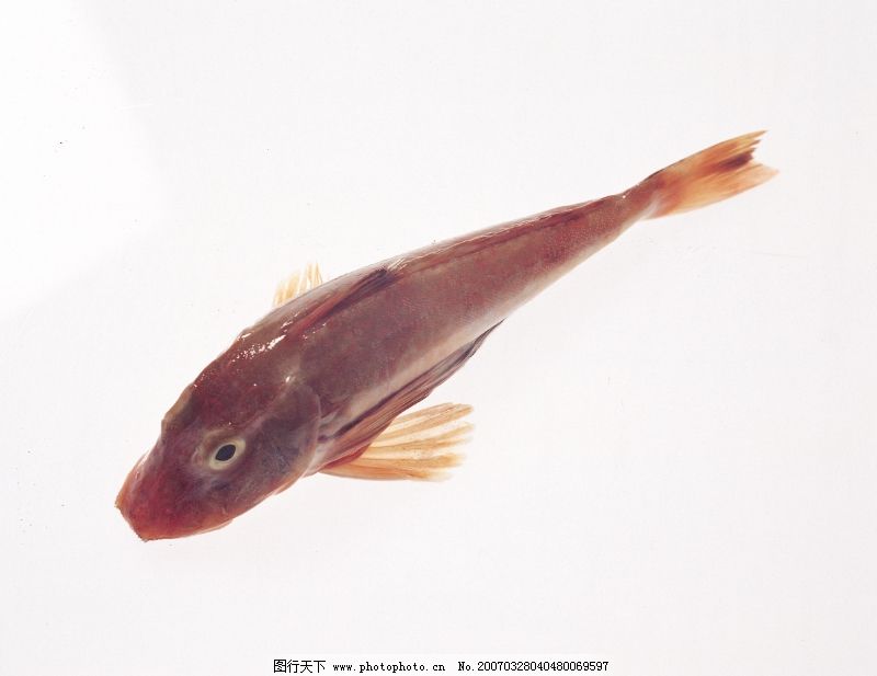 波鰭金線魚