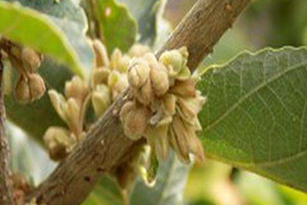 Hamamelis \x27Brevipetala\x27
