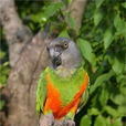 塞內加爾鸚鵡紅臀亞種