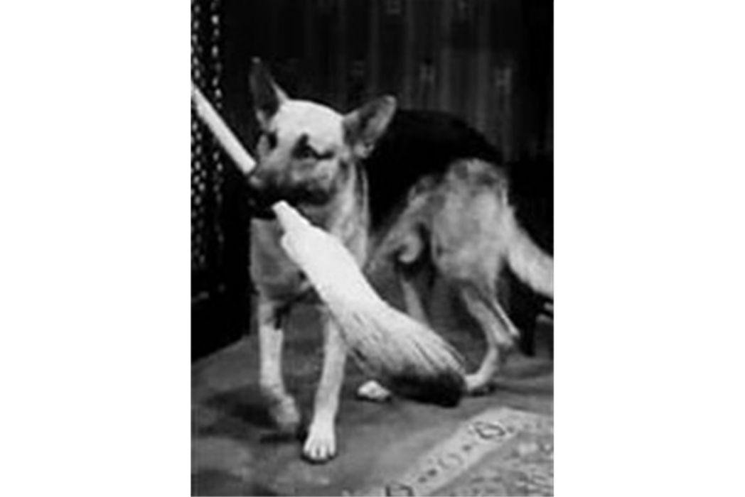 Ace the Wonder Dog Ace the Wonder Dog
