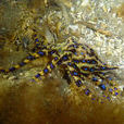 環蛸(澳洲藍環章魚)