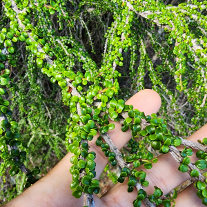 Erythroxylum minutifolium