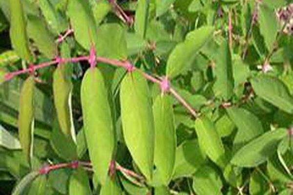 Lonicera kamtschatica