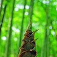 筍子 筍子