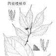 四被樓梯草 四被樓梯草