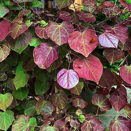 Cercis canadensis \x27JN16\x27 BLACK PEARL