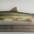 多鱗白甲魚 多鱗白甲魚