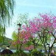 天元公園 天元公園