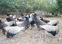 陝西延安黃龍褐馬雞自然保護區