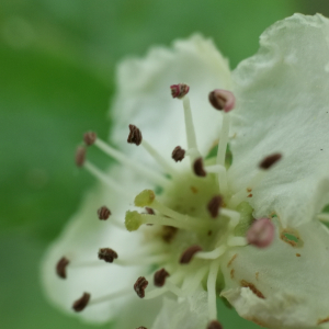 Crataegus laevigata Crataegus laevigata