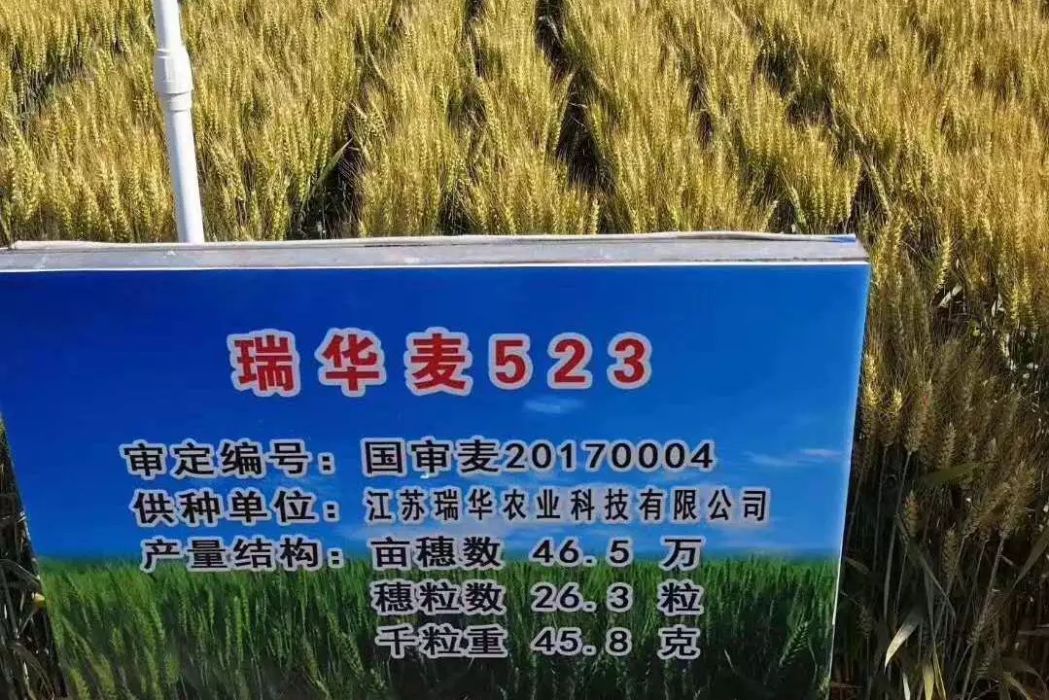 瑞華麥523 瑞華麥523
