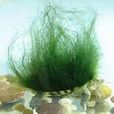 珍奇綠毛龜 珍奇綠毛龜