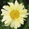 大花濱菊 大花濱菊